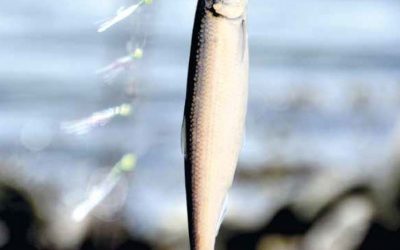 Lystfiskerguiden 2016 dansk